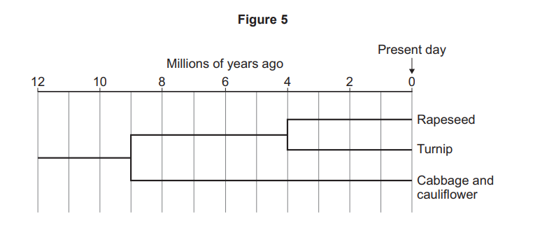 Timeline diagram from 12 million years ago to present, showing evolutionary branches for cabbage and cauliflower, turnip, and rapeseed appearing most recently.