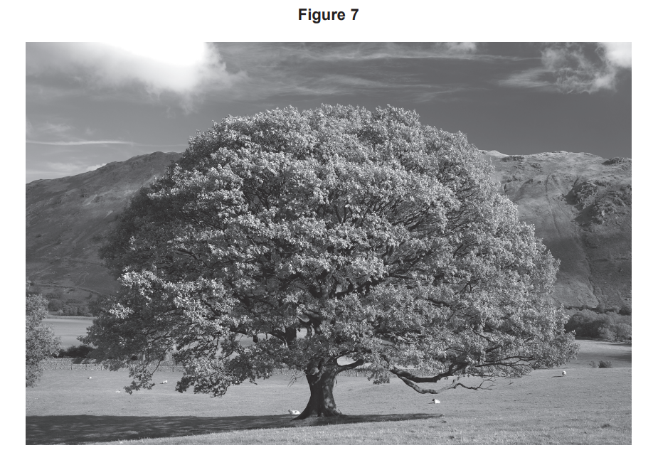 Large solitary tree in a grassy field, its broad canopy filling the frame, with hills and a partly cloudy sky in the background, in black and white.