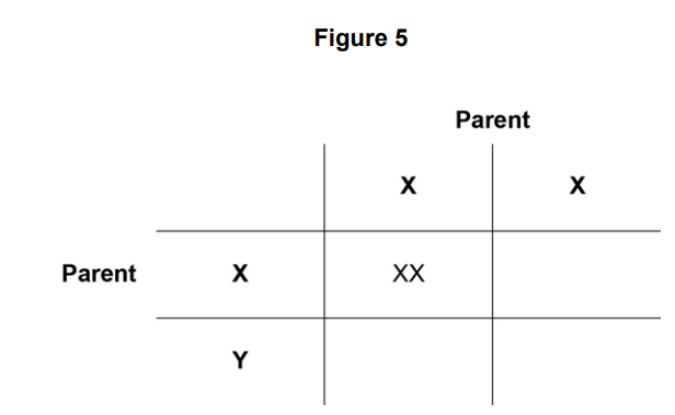 Figure 5: simple Punnett square showing parental X and Y chromosomes producing XX in one cell, with other cells left blank