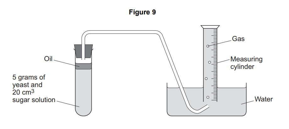 Diagram of fermentation: test tube with 5 g yeast and 20 cm³ sugar solution under oil, delivering gas through a tube into an inverted measuring cylinder in water.