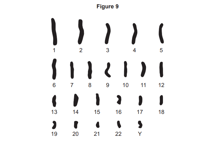 Diagram labelled Figure 9 showing 23 numbered black chromosome-like bars of varying length and curvature arranged in four rows.