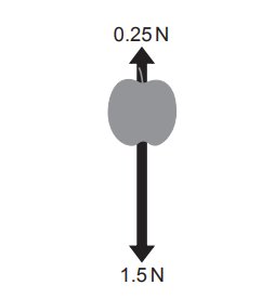 Diagram of an apple with an upward arrow labelled 0.25 N and a longer downward arrow labelled 1.5 N, showing unbalanced forces acting vertically