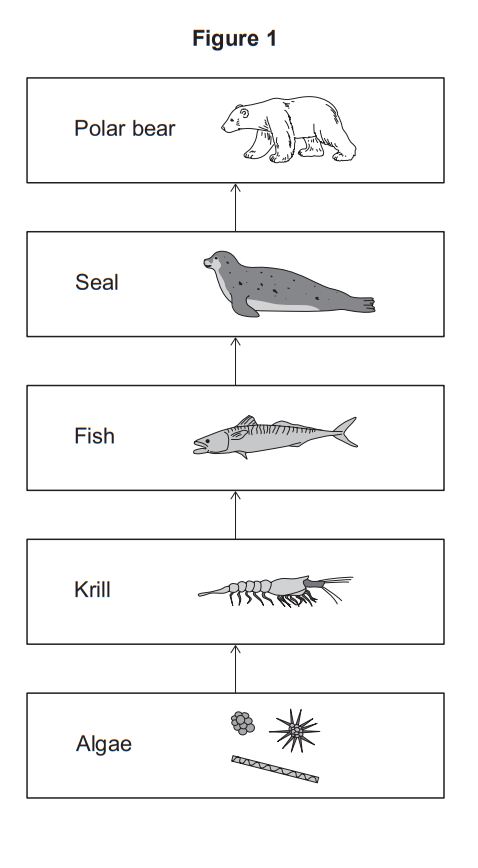 Diagram of an Arctic food chain: algae eaten by krill, krill eaten by fish, fish eaten by seals, seals eaten by a polar bear.