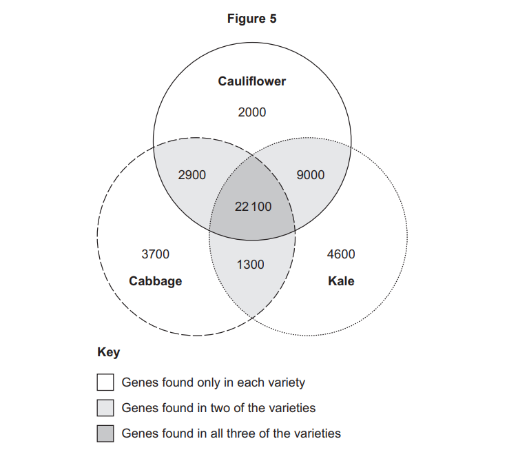 Venn diagram of genes in cauliflower, cabbage and kale showing numbers unique, shared between two, and 22 100 genes common to all three varieties