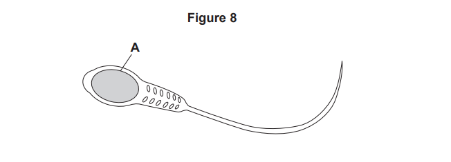 Diagram of a human sperm cell showing the oval head labelled A, the midpiece with mitochondria-like dots, and the long thin tail for movement