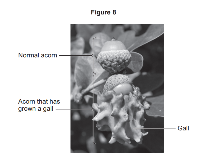 Black-and-white photo of an oak twig showing one normal acorn above another acorn deformed by a large, knobbly gall, with each part labelled.