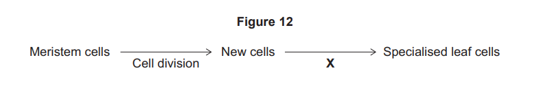 Diagram showing meristem cells dividing into new cells, then process X leading to specialised leaf cells, labelled as Figure 12.