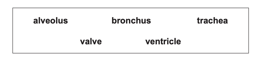 Diagram showing a labelled box containing the biological terms alveolus, bronchus, trachea, valve and ventricle arranged in two rows