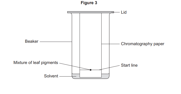 Diagram of paper chromatography setup: chromatography paper in a covered beaker containing solvent, with leaf pigment mixture on the start line above solvent