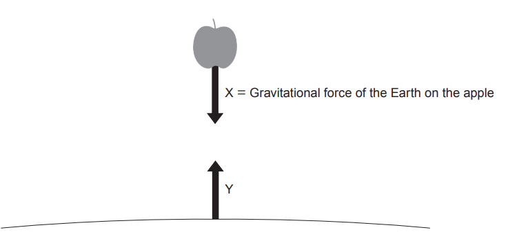 Diagram of an apple above the Earth with arrow X showing gravity pulling it down and arrow Y from the ground showing an upward reaction force