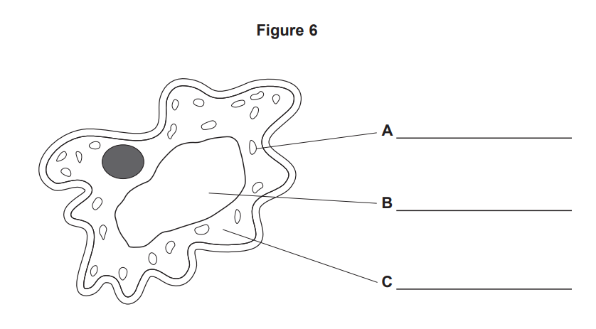 Diagram of an amoeba cell with irregular outline, labelled lines A, B and C pointing to the outer membrane, cytoplasm and large central vacuole