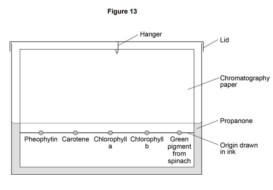 Diagram of paper chromatography apparatus with lid, hanger, chromatography paper dipped in propanone, and labelled pigment spots including spinach extract