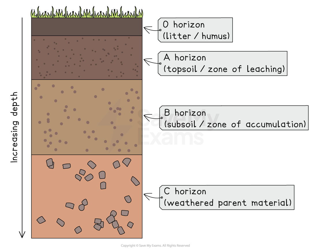 Diagram of soil profile layers with increasing depth: O horizon litter, A topsoil leaching zone, B subsoil accumulation zone, C weathered parent material.
