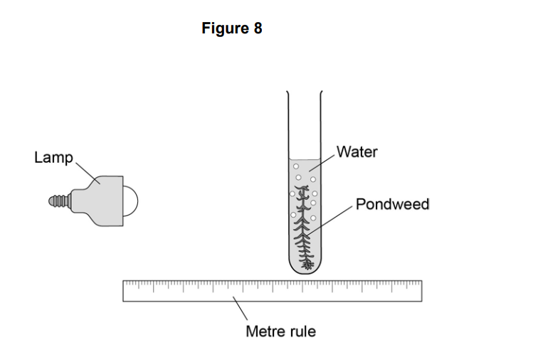 Diagram of a photosynthesis experiment showing a lamp, a test tube of pondweed in water with gas bubbles, and a metre rule to measure lamp distance