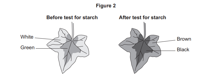 Diagram of a variegated leaf before and after starch test, showing white and green areas turning brown or black where starch is present