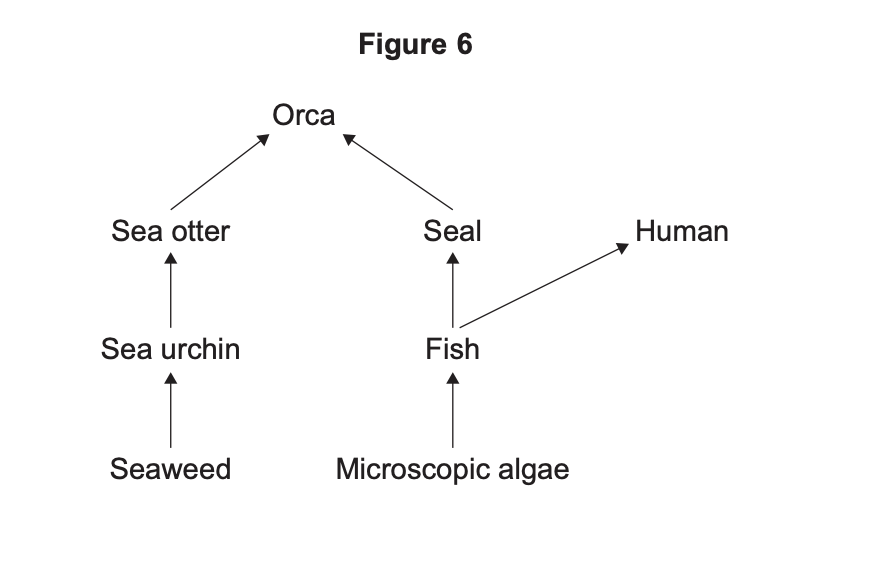 Food web diagram: orca eats sea otter and seal; sea otter eats sea urchin, which eats seaweed; seal and humans eat fish, which eat microscopic algae.