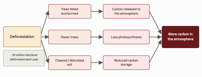 Flow chart showing how deforestation and soil disturbance reduce trees, photosynthesis and carbon storage, releasing more carbon into the atmosphere.