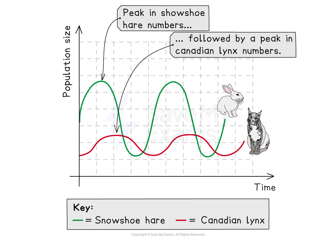 Graph showing population cycles of snowshoe hares (green) and Canadian lynx (red) over time, with text noting peaks in each population.