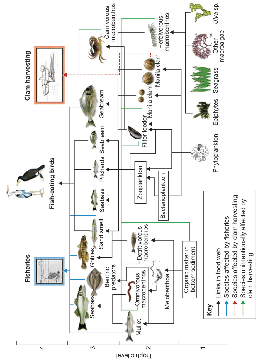 Diagram of a coastal marine food web showing trophic levels, from phytoplankton and sediment organisms to fish, seabirds and human fisheries impacts