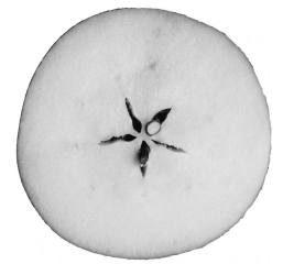 Black and white close-up of a circular apple slice, showing smooth pale flesh and a central star-shaped seed pattern.