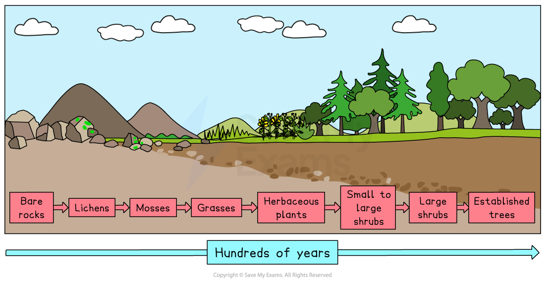 Diagram of ecological succession from bare rocks to established trees over hundreds of years, showing stages like lichens, mosses, and shrubs.