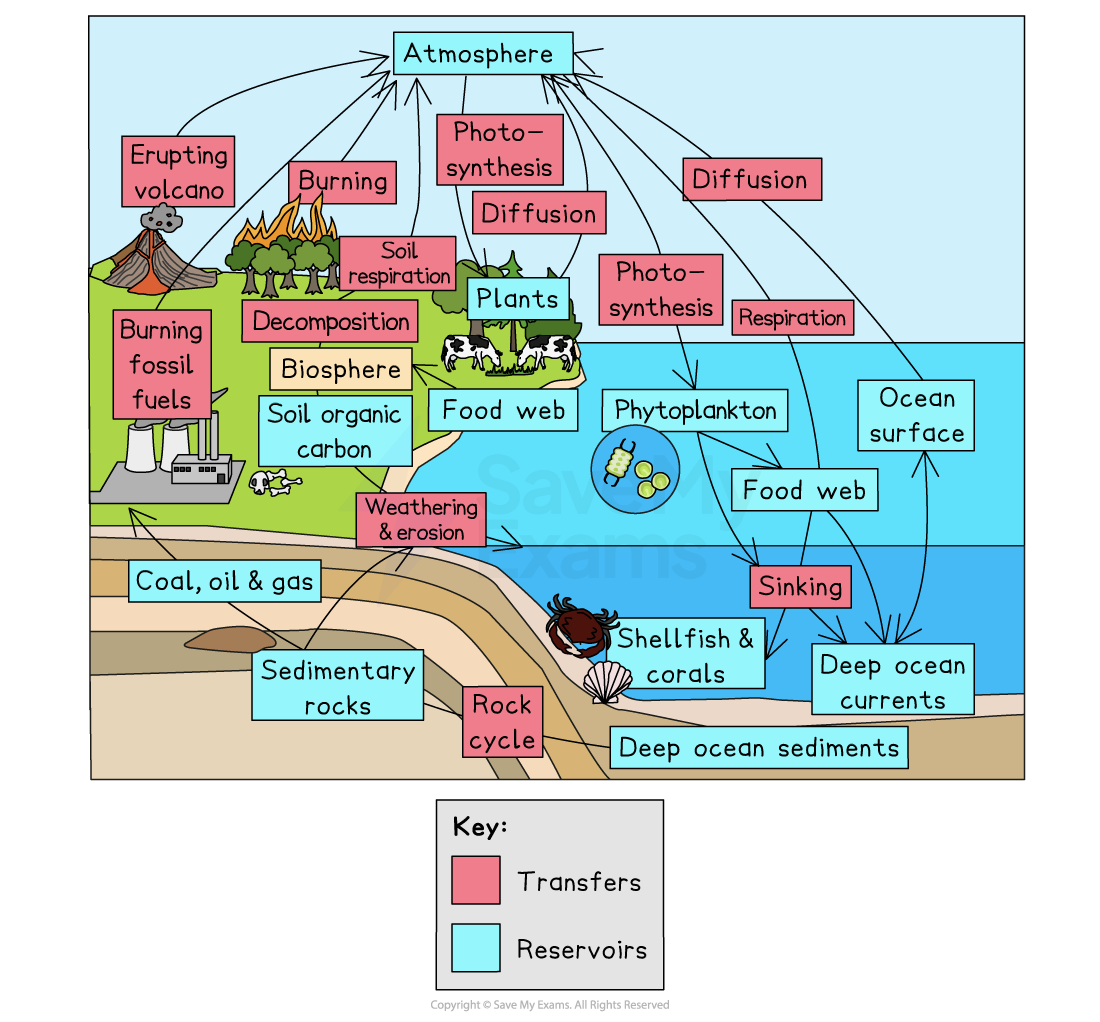Diagram of the carbon cycle showing reservoirs and transfers between atmosphere, land, plants, animals, oceans, rocks and fossil fuels