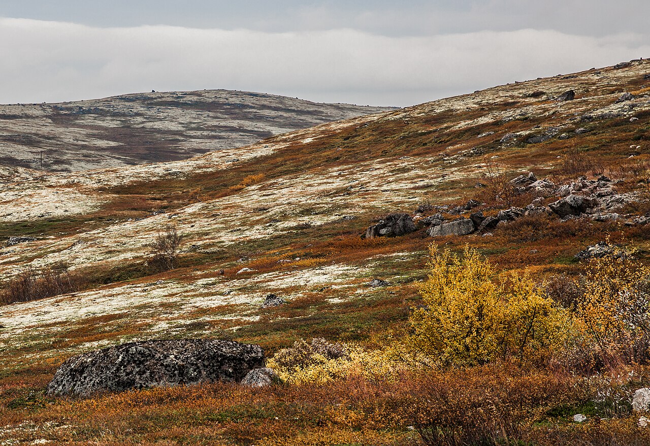 Gentle rolling hills covered in autumn shrubs and pale moss, with scattered rocks and yellow bushes under a cloudy, overcast sky