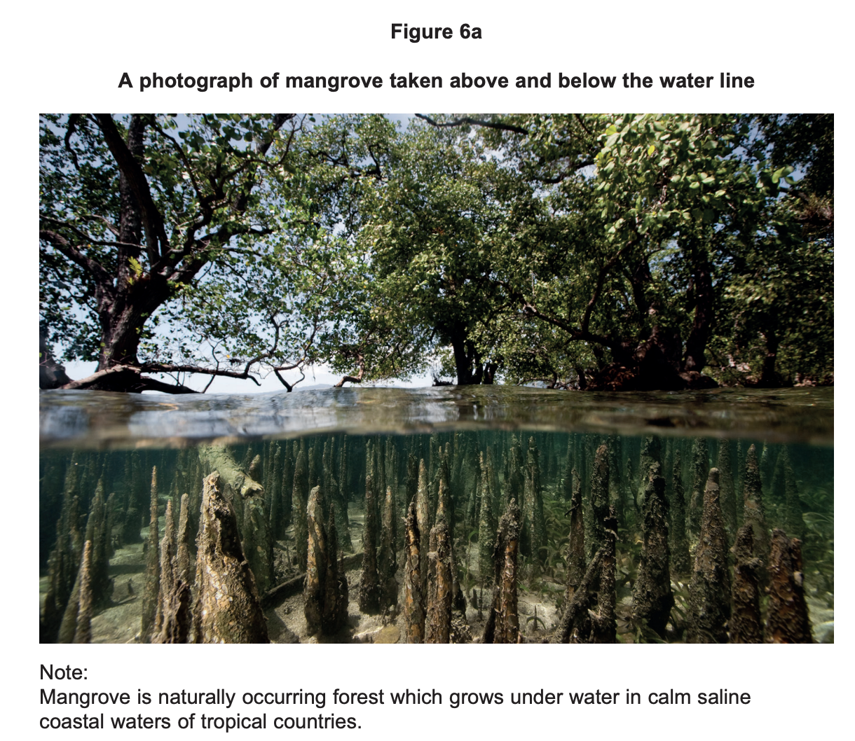Mangrove forest above and below the water line.
