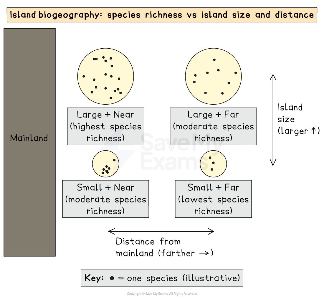 Diagram of island biogeography showing that large, near islands have highest species richness, while small, far islands have the lowest species richness.
