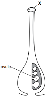 Diagram of a flower’s carpel showing a long style, ovary with several ovules, and the labelled stigma at the top marked with the letter X