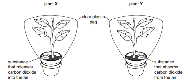 Diagram of two potted plants in clear plastic bags: plant X with a substance releasing carbon dioxide, plant Y with a substance absorbing carbon dioxide.