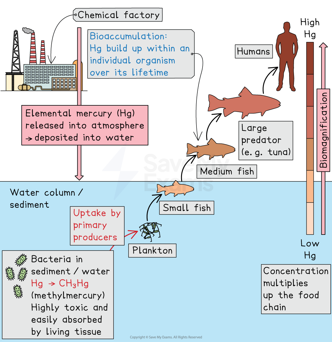 Diagram showing mercury from a chemical factory entering water, converted by bacteria, accumulating from plankton to fish to humans, illustrating biomagnification.