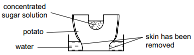 Diagram of a skinned potato cylinder in water, hollowed at the top and filled with concentrated sugar solution, labelled to illustrate osmosis.