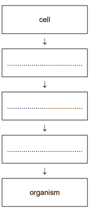 Flow chart showing biological organisation from a cell at the top through three blank stages to an organism at the bottom