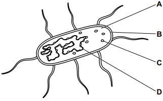 Diagram of a labelled bacterium showing outer flagella, cell wall and membrane, internal cytoplasm, and a central loop of genetic material