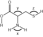 Chemical structure of the amino acid cysteine, with bond angles labelled x, y and z