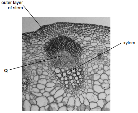 Microscope cross-section of plant stem showing labelled outer layer, central xylem tissue and region Q within vascular bundle