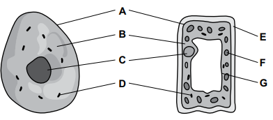 Diagram comparing labelled animal cell (left) and plant cell (right), showing nucleus, cytoplasm, cell membrane, cell wall, vacuole and other organelles