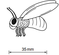 Line drawing of a flying insect with wings, antennae and legs, labelled underneath with a body length measurement of 35 millimetres