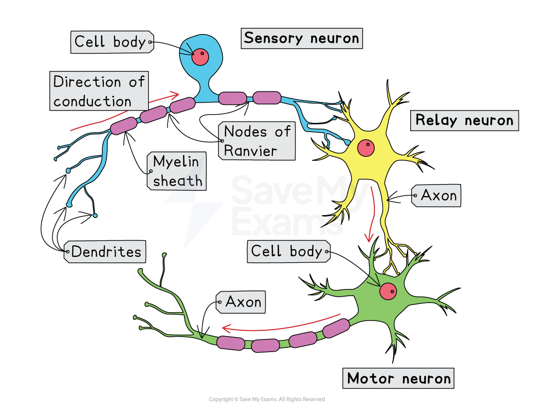 Diagram of sensory, relay and motor neurones showing cell bodies, dendrites, axons, myelin sheath, nodes of Ranvier and direction of impulse conduction