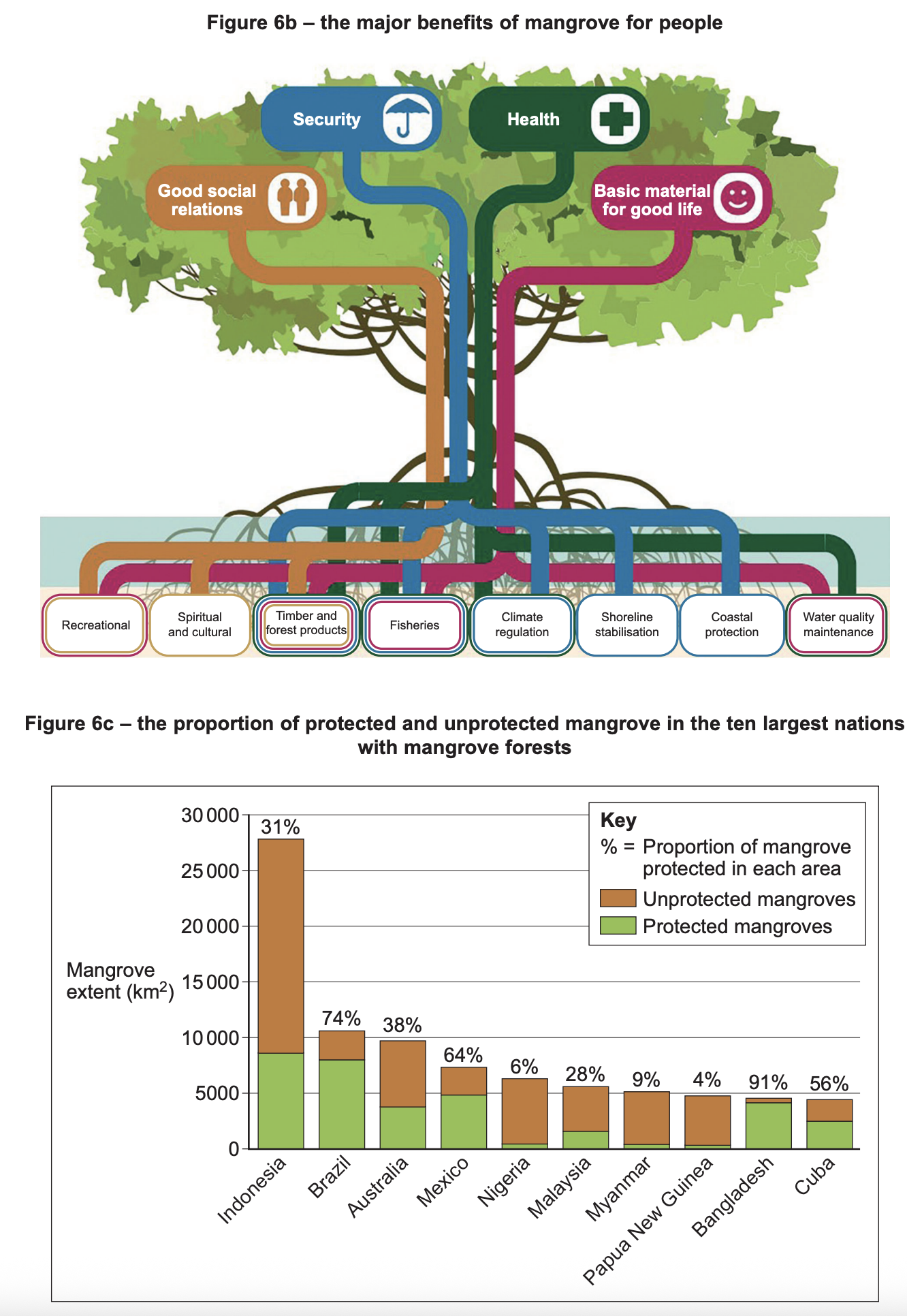 Infographic on mangrove benefits and bar chart comparing protected and unprotected mangrove areas in ten countries, highlighting low protection in most nations