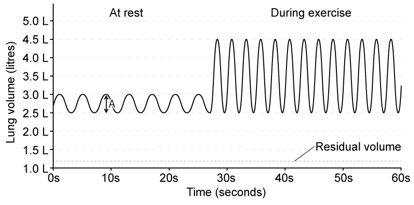 Graph of lung volume over 60 seconds showing slower, smaller breaths at rest, then faster, deeper breathing during exercise above residual lung volume.