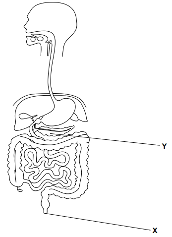 Diagram of human digestive system showing head to rectum, with labels X at the anus and Y at the small intestine within the large intestine outline