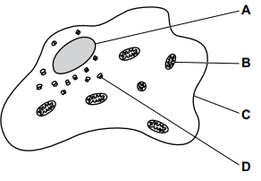 Diagram of an irregular animal cell with labelled arrows A to D pointing to cell membrane, cytoplasm, nucleus and several mitochondria inside