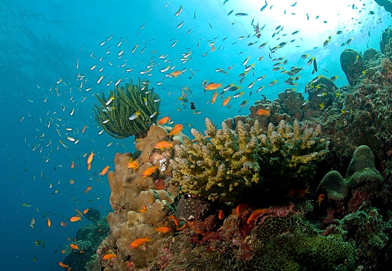 Colourful tropical fish swim above a vibrant coral reef with sponges and sea plants in clear blue water lit by sunlight from the surface