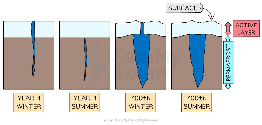 Diagram showing ice wedge growth in permafrost from year 1 to year 100, contrasting winter freezing and summer thaw within the active layer above permafrost.