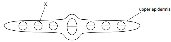 Diagram of a leaf cross-section showing upper epidermis and several circular cells, with one labelled X and a larger central oval cell in the middle
