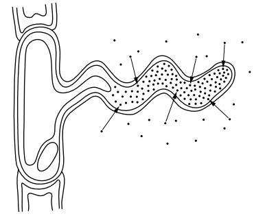 Line diagram of a plant root hair cell extending into soil, with labelled arrows pointing to its thin wall, large vacuole and surrounding mineral ions