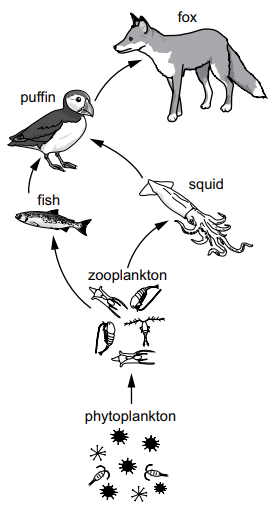Arctic marine food chain diagram showing phytoplankton eaten by zooplankton, then fish and squid, followed by a puffin and top predator fox