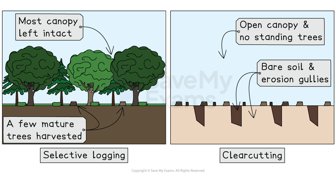 Diagram comparing selective logging, with most forest canopy intact and a few trees removed, to clearcutting, leaving bare soil, stumps and erosion gullies